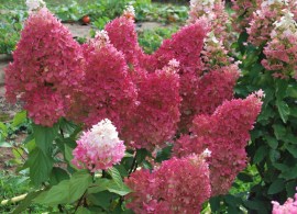 hydrangea paniculata petite flori-gortenziya metelchataya petit flori